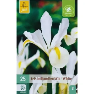 Hvite Iris – Elegante Iris hollandica med ren hvit blomstring (25 blomsterløk)