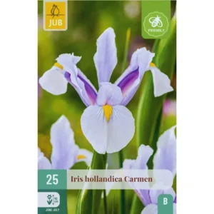 Iris ‘Carmen’ – Hollandiris i lavendel, hvitt og gult (25 blomsterløk)