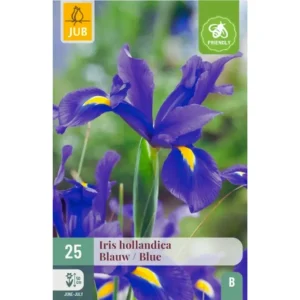 Blå Iris – Elegant Iris hollandica med dyp blå blomsterprakt (25 blomsterløk)