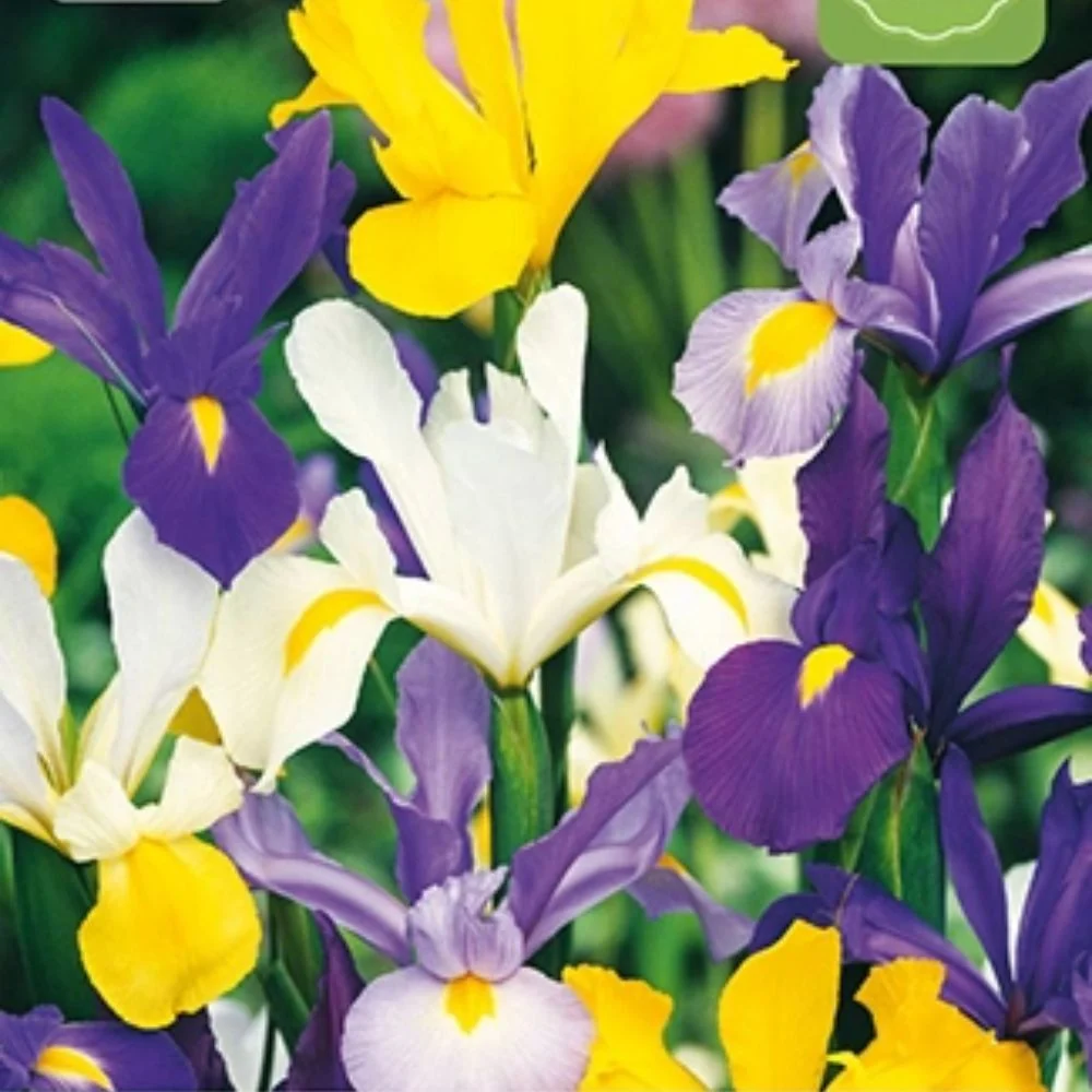 Iris hollandica miks – Fargerik sommeriris til bed og buketter (25 blomsterløk)