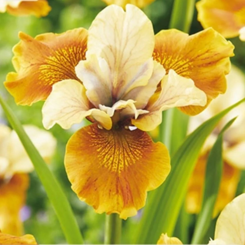 Sibiriris ‘Colonel Mustard’ – 1 barrotsstaude | Gul iris