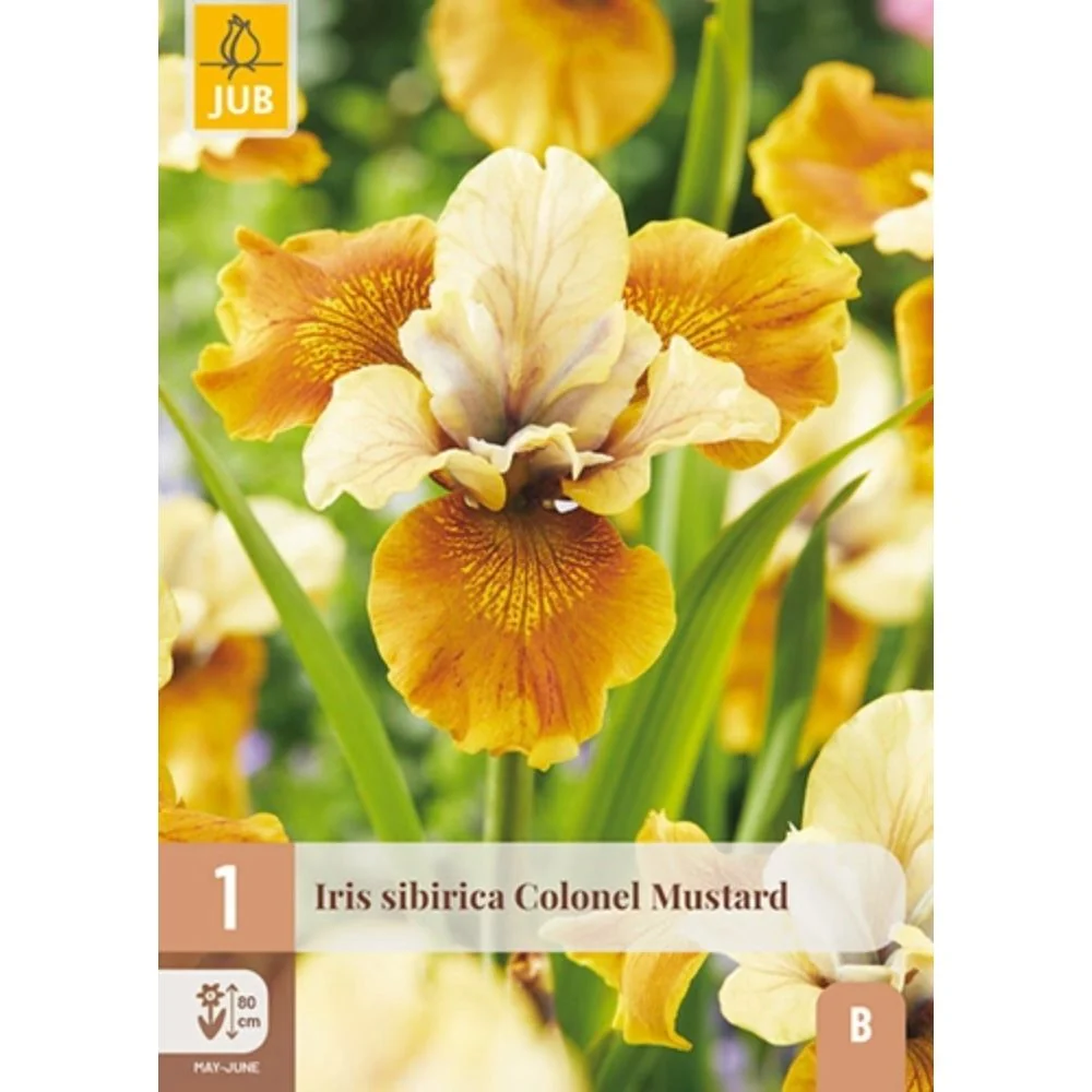 Sibiriris ‘Colonel Mustard’ – 1 barrotsstaude | Gul iris