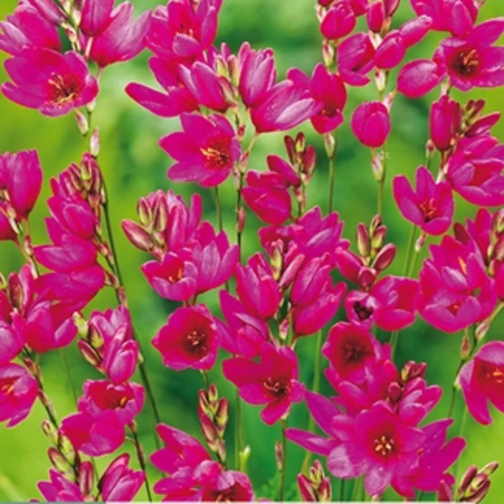 Kornlilje ‘Mabel’ (Ixia) – Afrikansk kornlilje med rødlilla stjerneblomster (20 knoller)