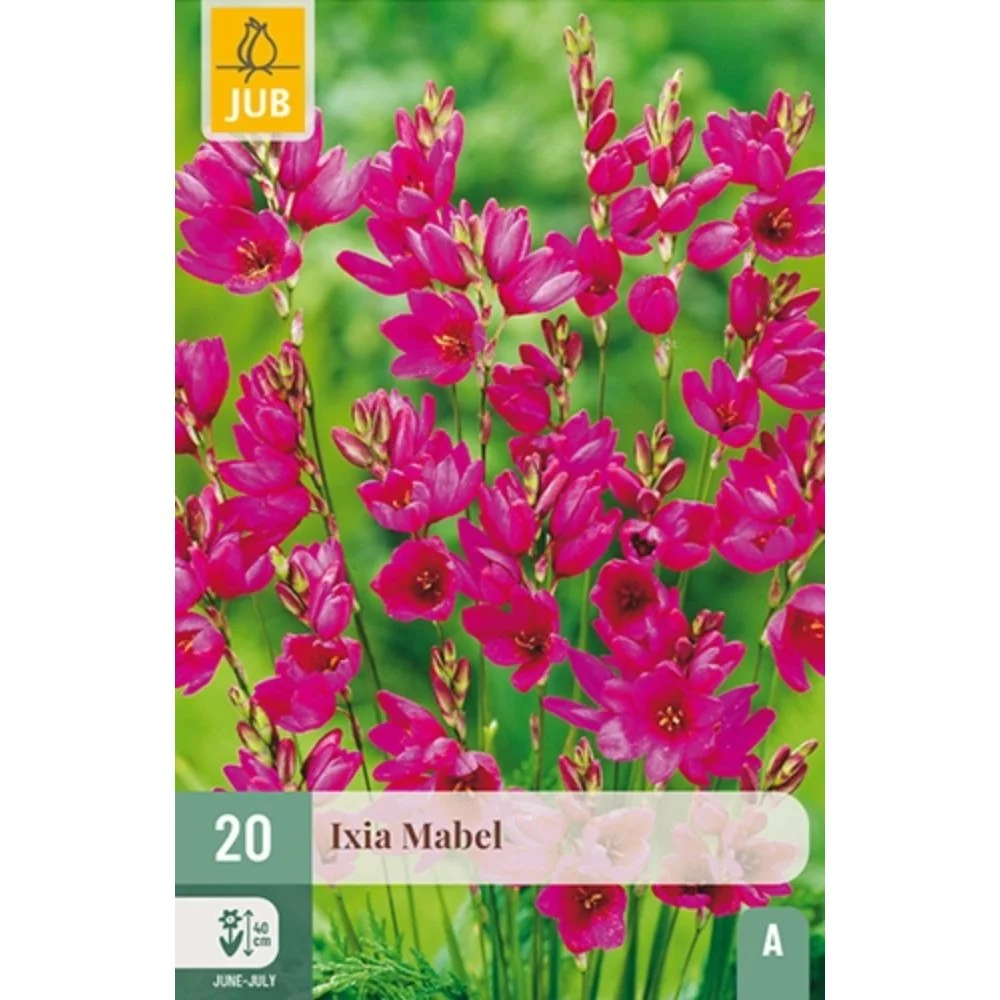Kornlilje ‘Mabel’ (Ixia) – Afrikansk kornlilje med rødlilla stjerneblomster (20 knoller)