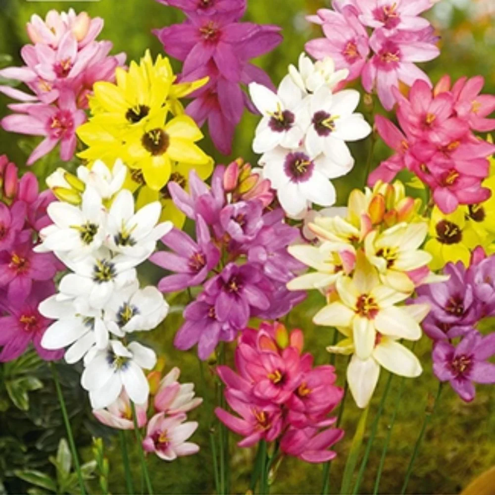 Kornlilje miks (Ixia) – Fargerik sommerblomst med stjerneformede blomster (25 knoller)