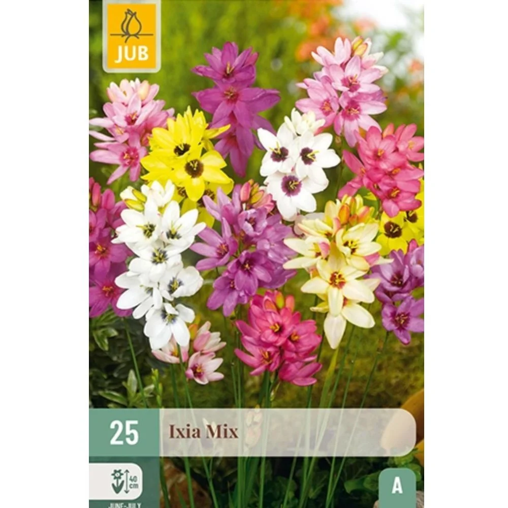 Kornlilje miks (Ixia) – Fargerik sommerblomst med stjerneformede blomster (25 knoller)