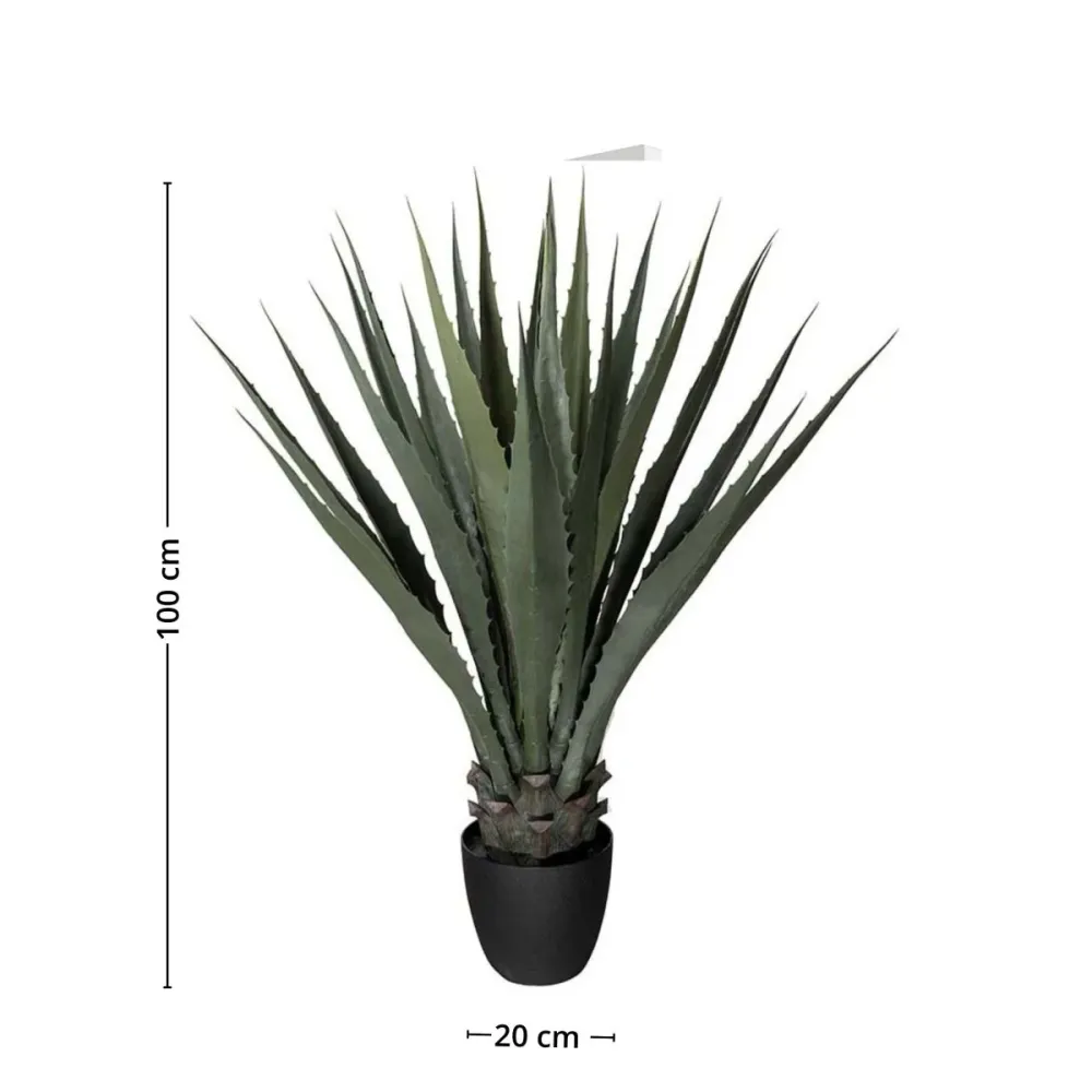 Mr. Plant agave