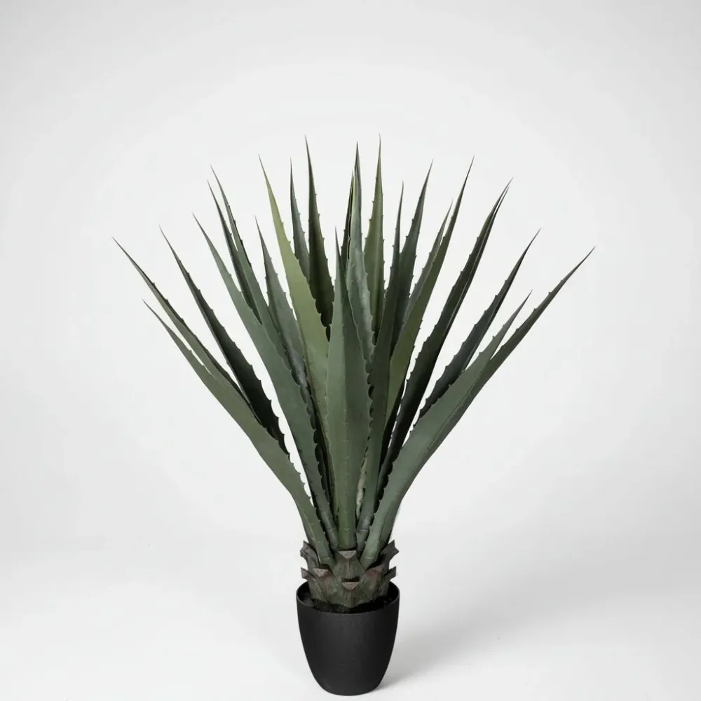 Mr. Plant agave