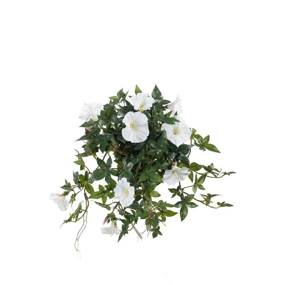 Mr. Plant blomst dagen