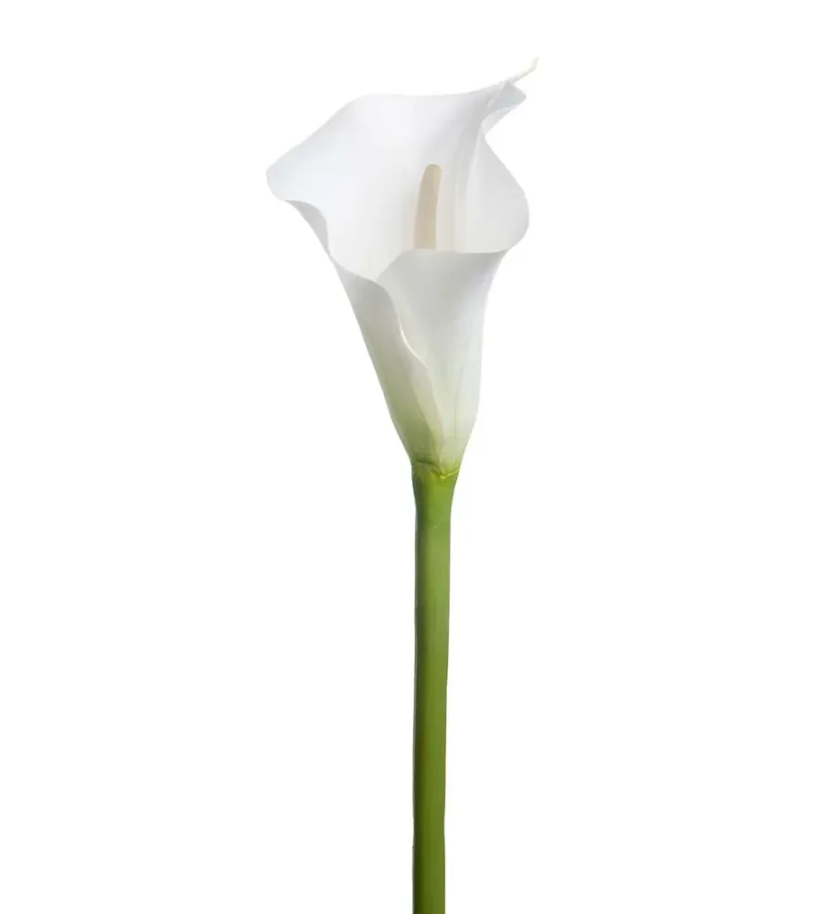 Mr. Plant calla lilje