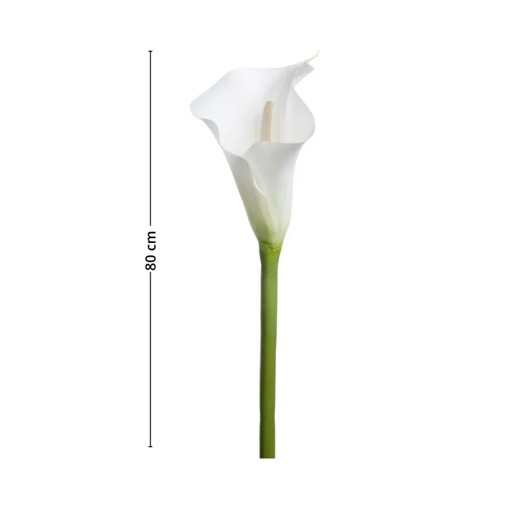 Mr. Plant calla lilje