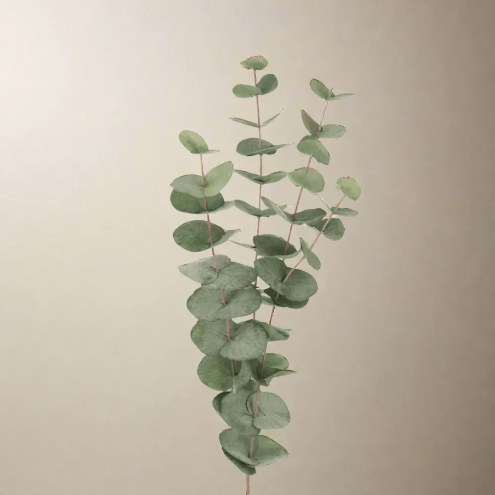 Mr. Plant Eucalyptus 60 cm