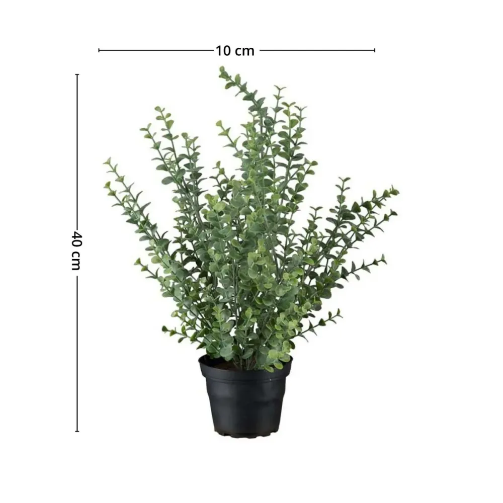 Mr. Plant eucalyptus