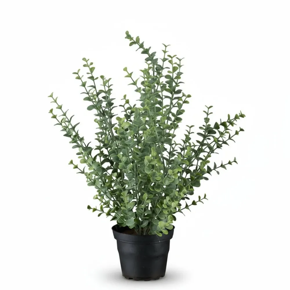 Mr. Plant eucalyptus