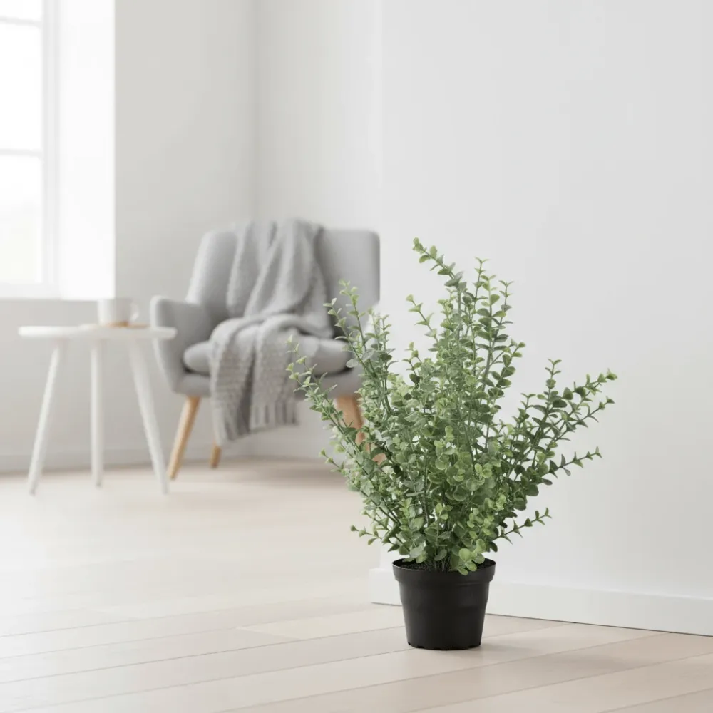 Mr. Plant eucalyptus