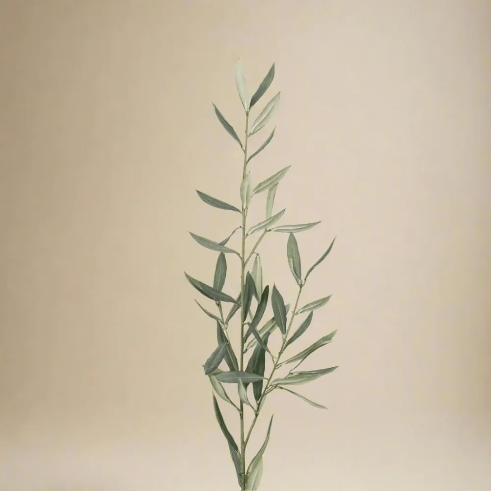 Mr. Plant Olivenkvist 50 cm