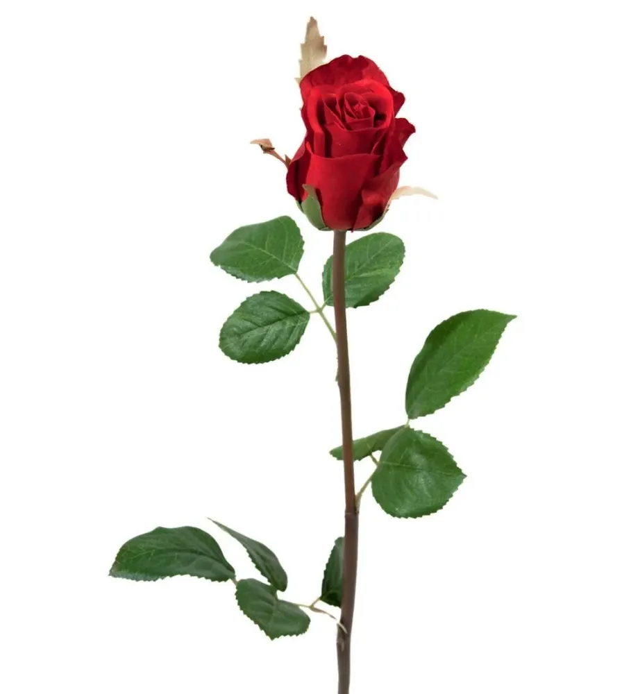 Mr. Plant rose
