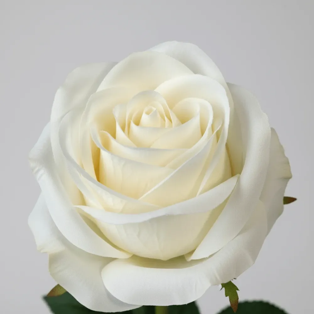 Mr. plant rose hvit