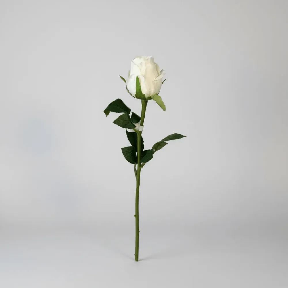Mr. plant rose hvit