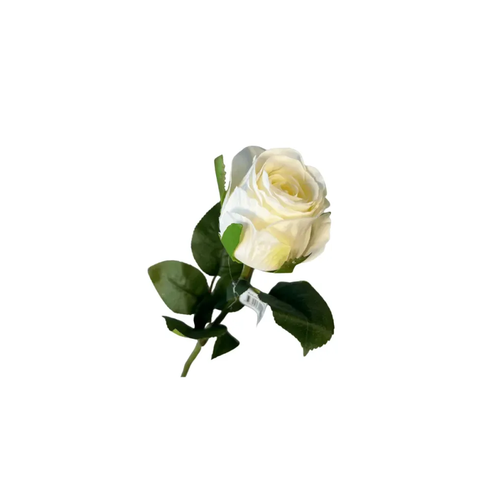 Mr. plant rose hvit