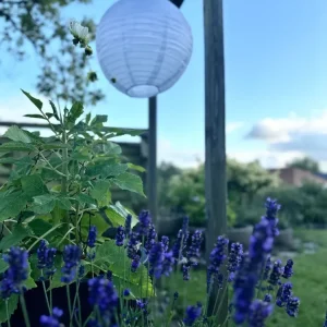 Lyskule med solceller