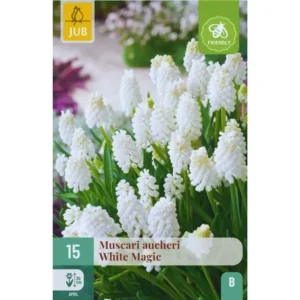 Muscari ‘White Magic’ – Elegant hvit perleblomst (15 blomsterløk)