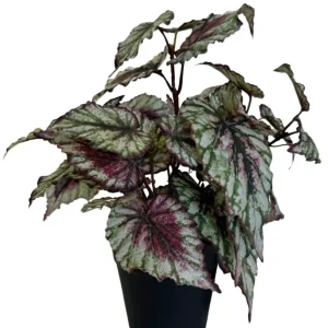 Kunstig Begonia i Potte UV 35cm