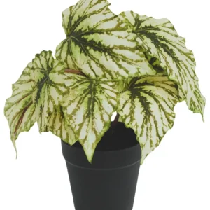 Kunstig Begonia i Potte Grønn UV 25cm