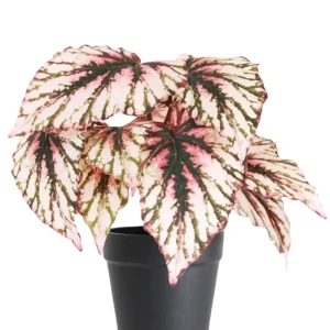 Kunstig Begonia i Potte Lilla UV 25cm