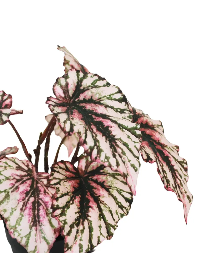 Kunstig Begonia i Potte Lilla UV 25cm