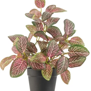 Kunstig Fittonia Rød i Potte UV 25cm