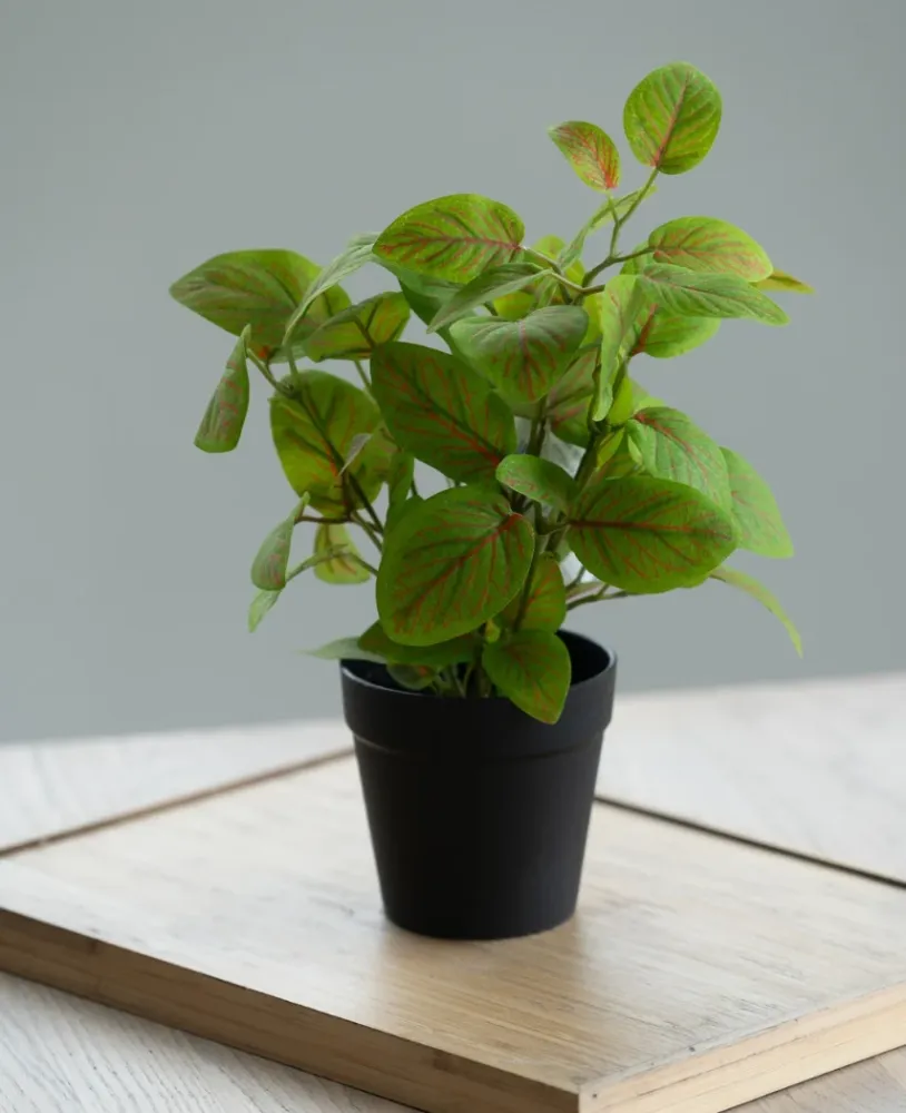 Kunstig Fittonia i Potte UV 25cm