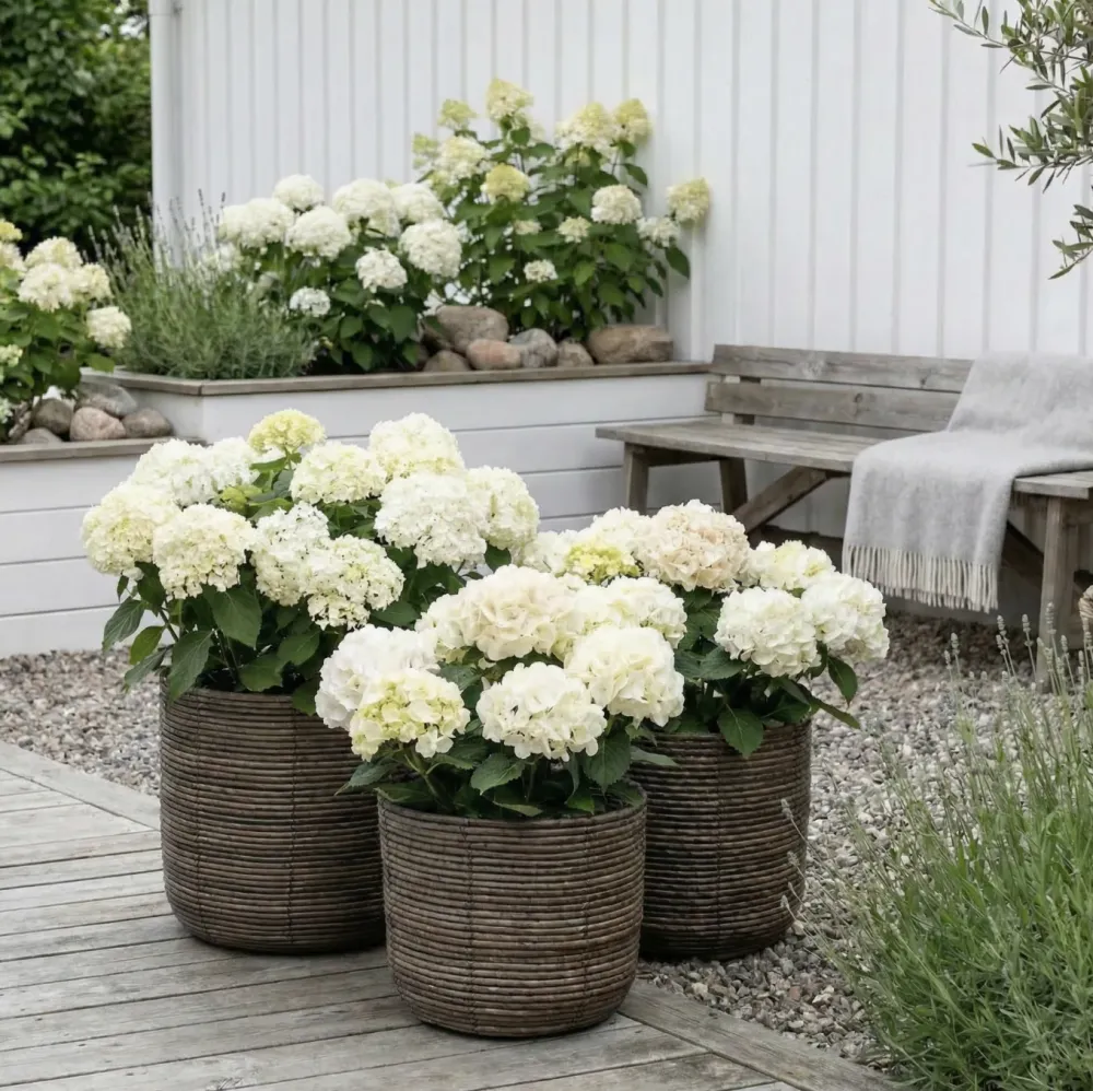 Plantekurver RATTAN BIG DARK - Sett med 3 størrelser