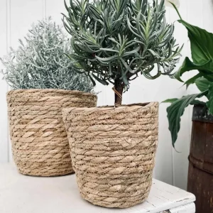 Plantekurver - sett med 3