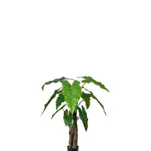 ALOCASIA