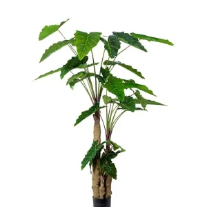 ALOCASIA