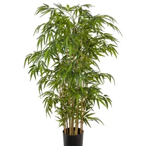 Bambu