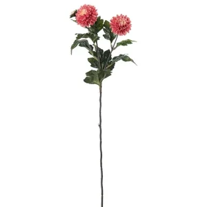 Chrysanthemum