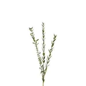 Eucalyptus Liten