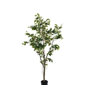 FIKUS BENJAMIN 150cm