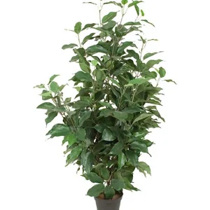 FIKUS BENJAMIN 80CM