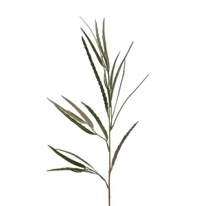 Grevillea