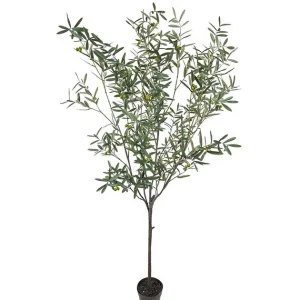 OLIV 230cm