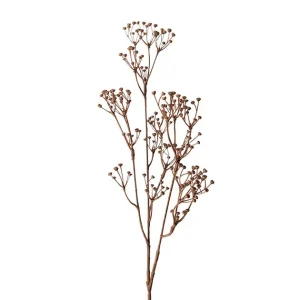 Talinum