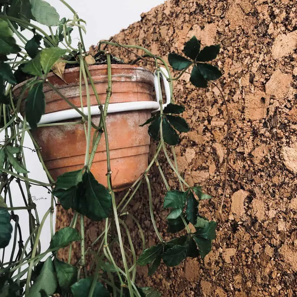 VIAMAJA Pottering – Hvit / Liten