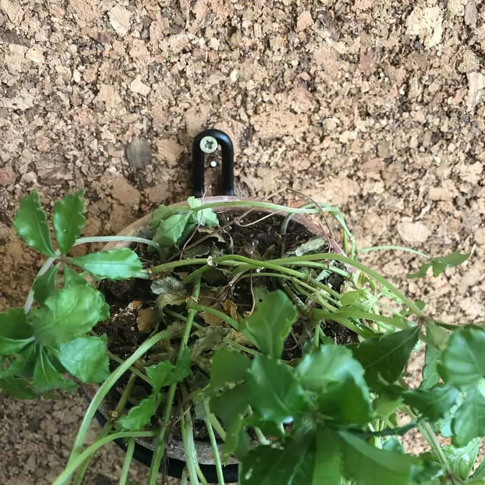 VIAMAJA Pottering-sett – Sort