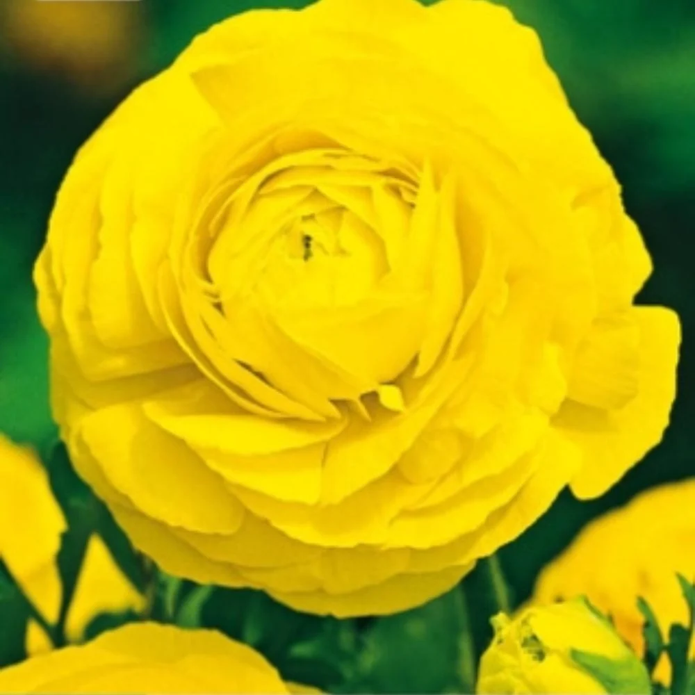 Gule ranunkler – Fyldige soleieblomster i klar gulfarge (10 knoller)