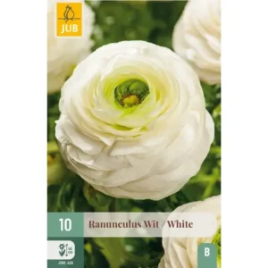 Hvite ranunkler – Elegante sommerblomster potter og bed (10 knoller)