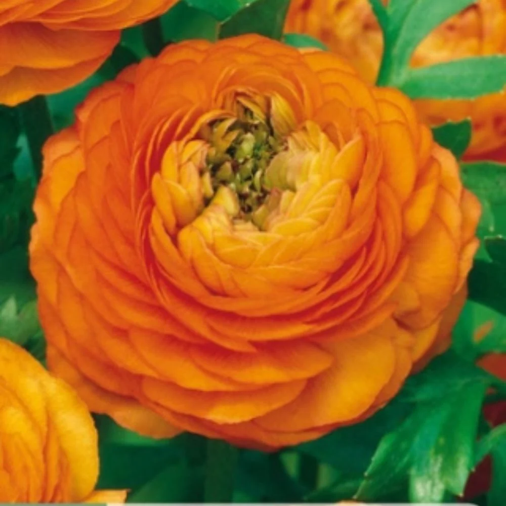 Oransje ranunkler – Fyldige soleieblomster i varm oransje (10 knoller)