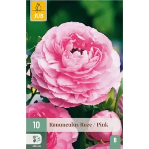 Ranunculus Pink – Rosa ranunkler romantisk hage og potter (10 knoller)